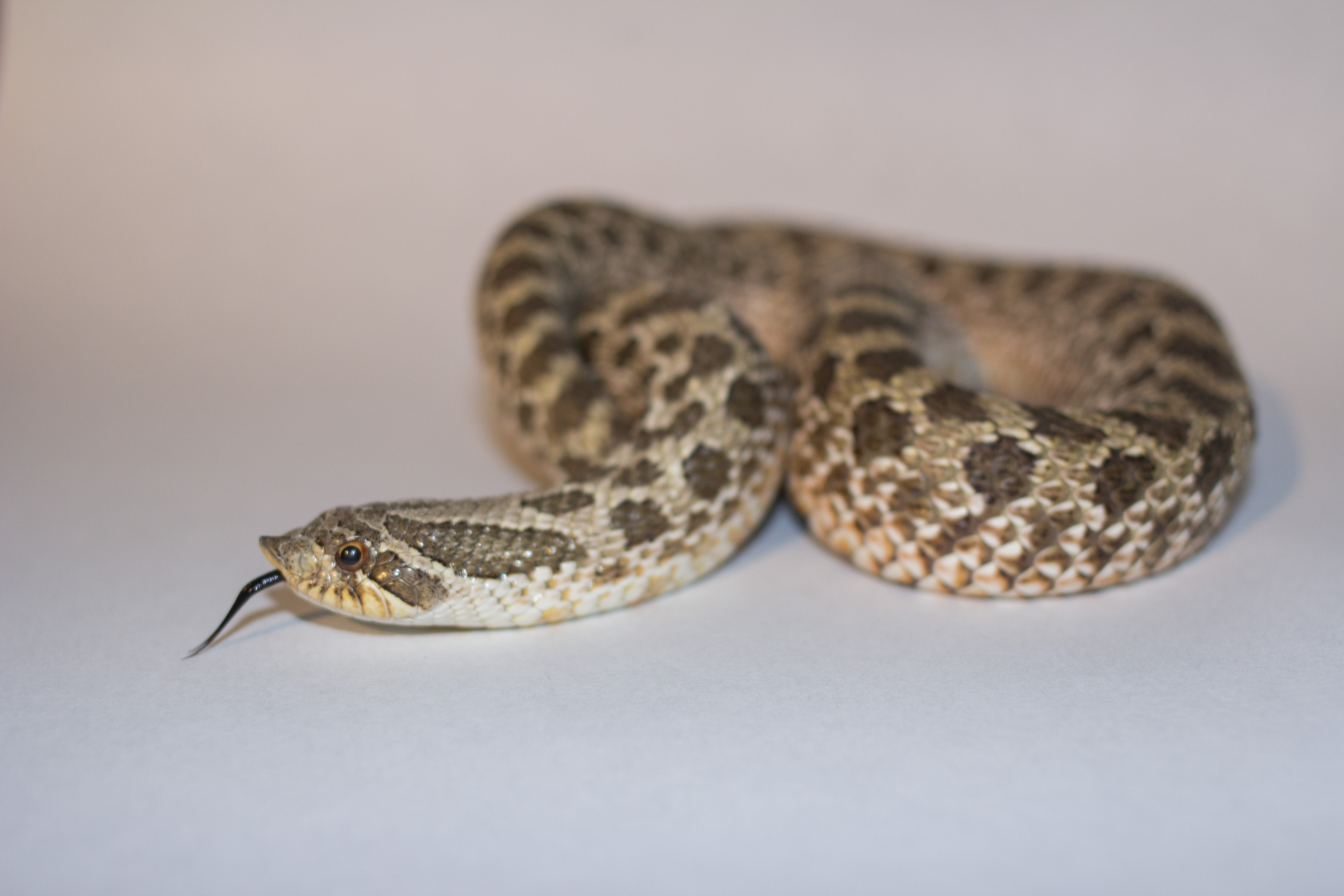 Featured Animals Western Hognose Snake Cmzoo
