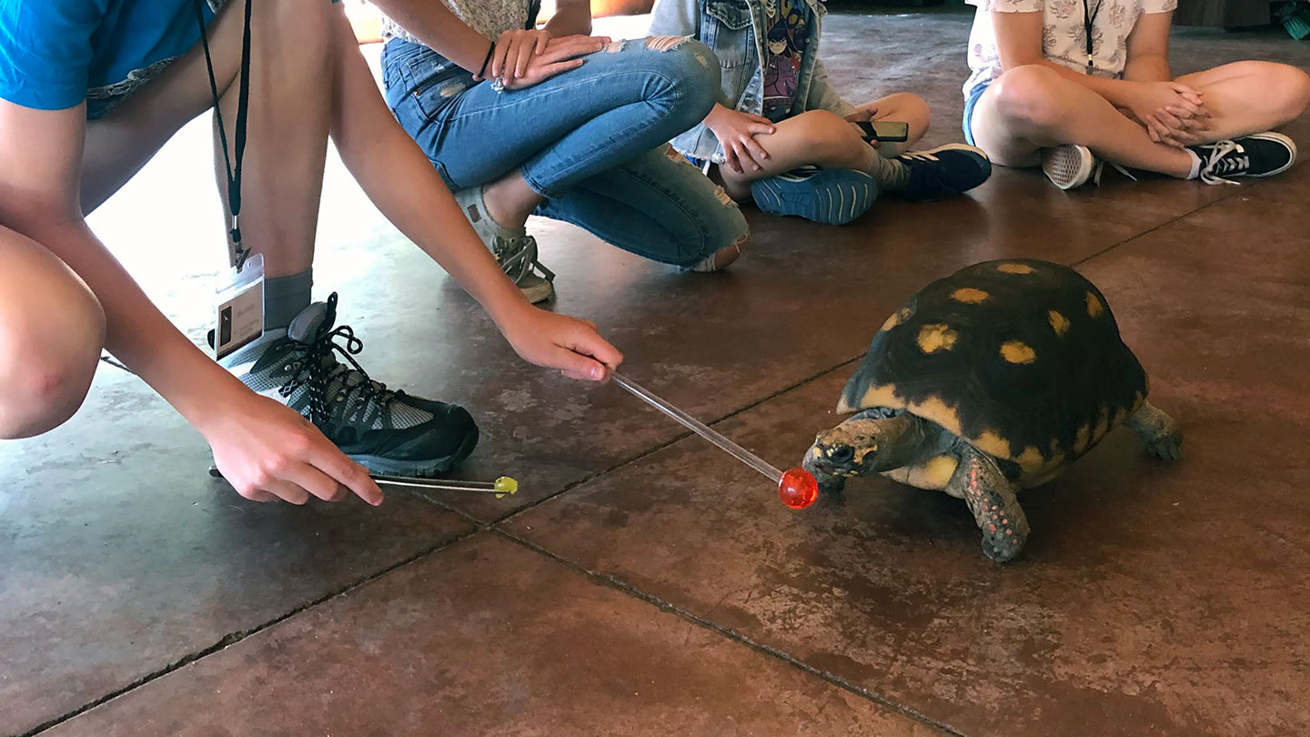 Guest in Animal Training program working with a target and a tortoise