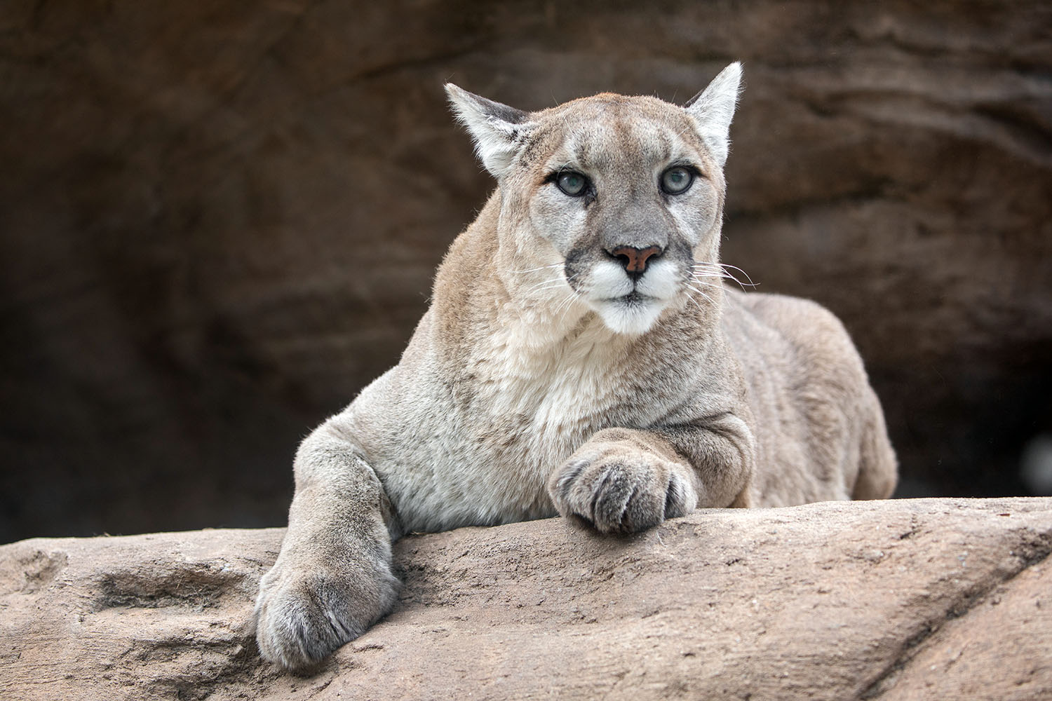 Cheyenne Mountain Zoo Mourns the Passing of ‘Grandma Kaya,’ 13year old