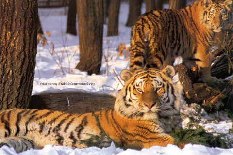 Amur tiger, snow leopard, lynx — The Alaska Zoo