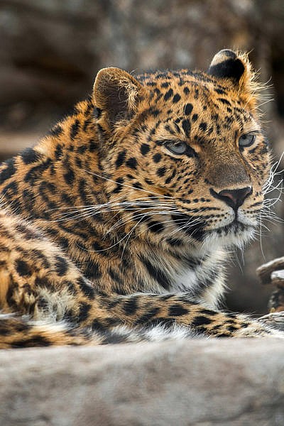 Featured Animals - Amur Leopard - CMZoo