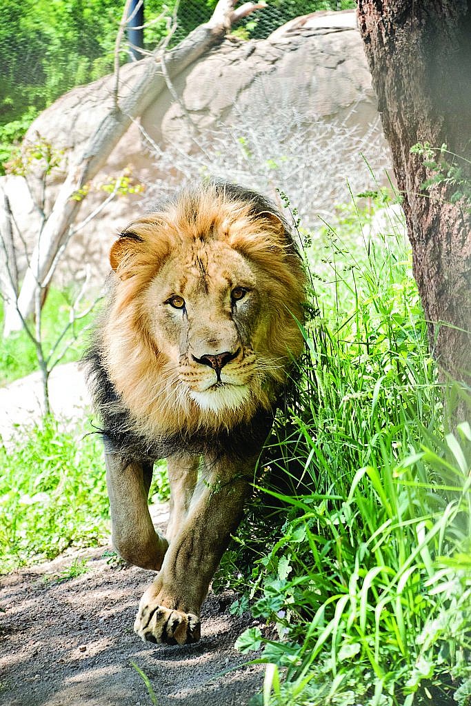 Adopt Choices for Lions CMZoo