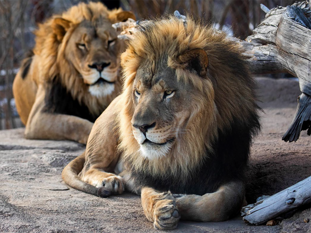 lion ページ Featured Animals - African Lion - CMZoo