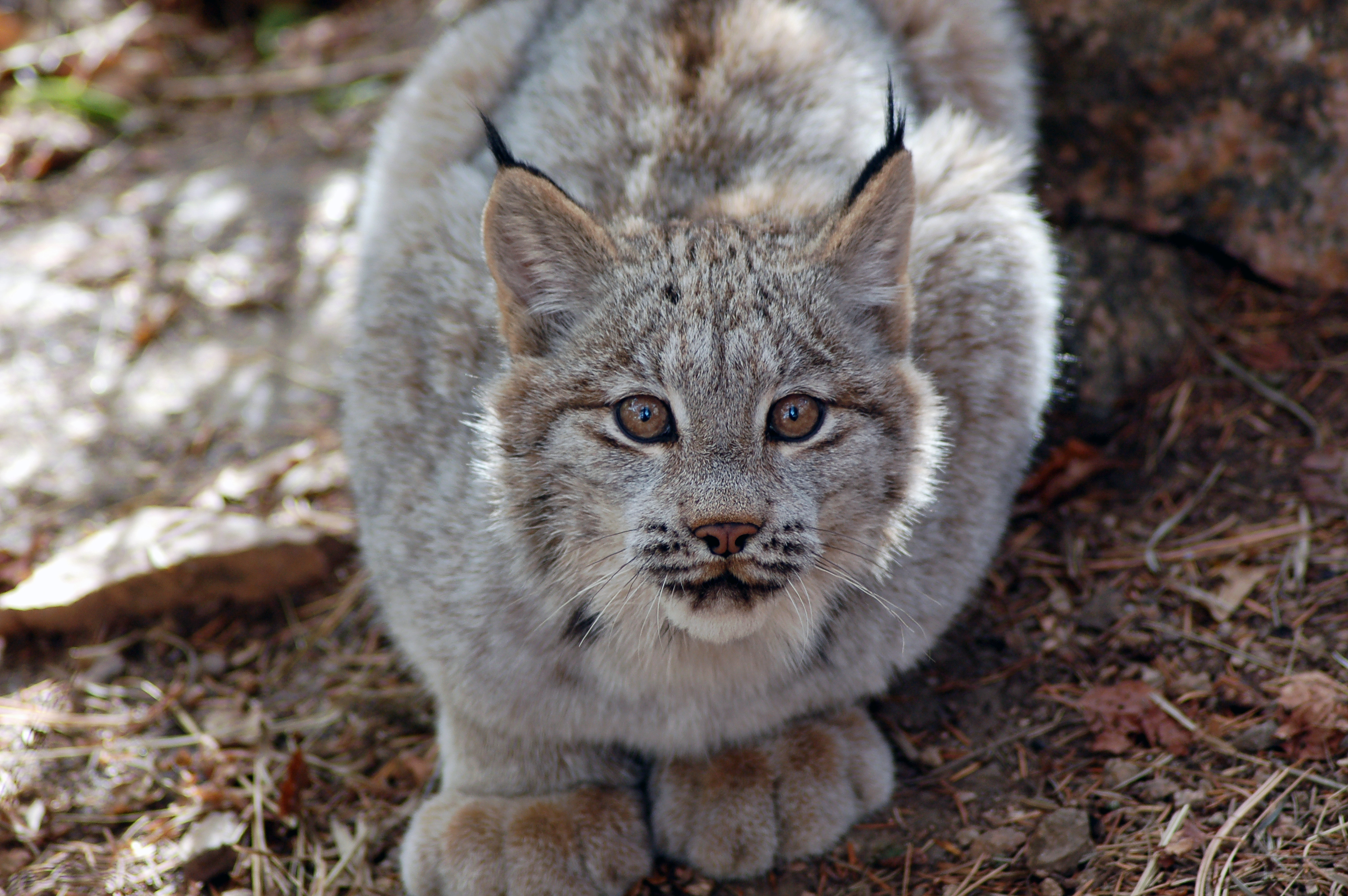 Featured Animals - Canada Lynx - CMZoo