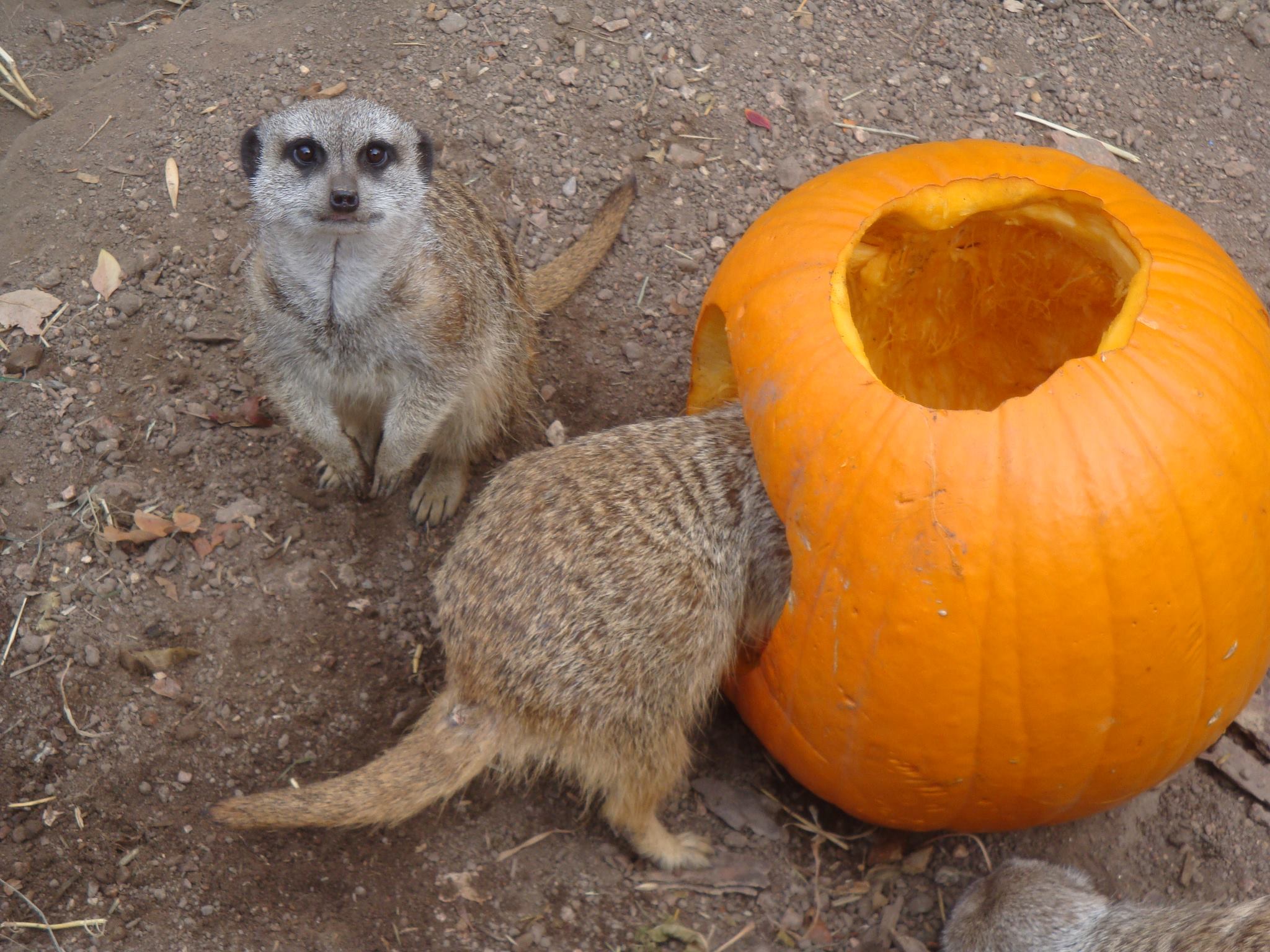 Two meerkats playing in and around a carved pumpkin