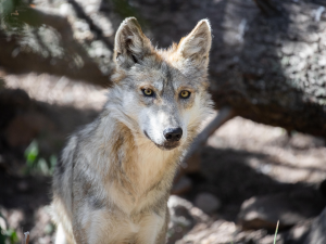 Mexican gray wolf portrait