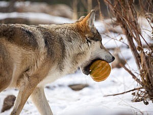Mexican wolf carrying a small squash in a winter scene at Cheyenne Mountain Zoo