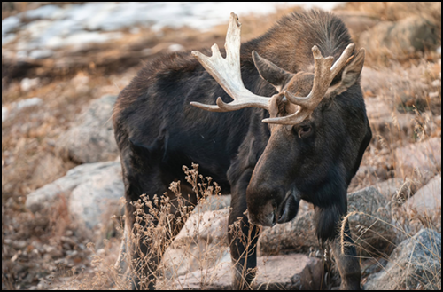 Atka, Alaska moose portrait