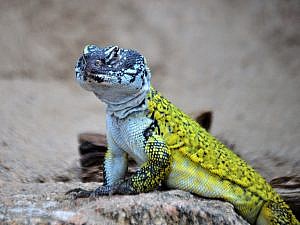 Moroccan spiny-tailed lizard portrait