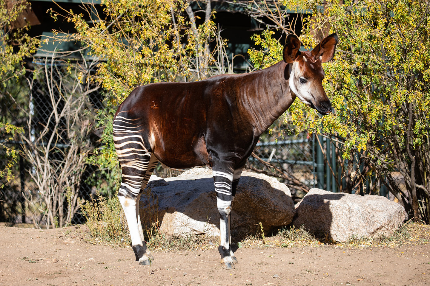 Okapi with fall foliage right side portrait