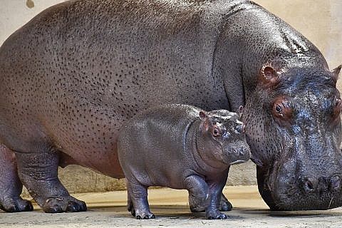 Featured Animals - Nile Hippopotamus - CMZoo