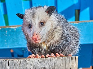 Virginia opossum portrait
