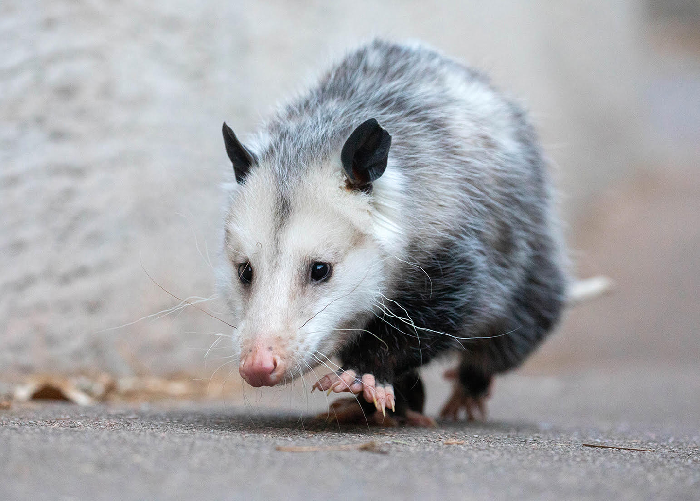 Opossum walking