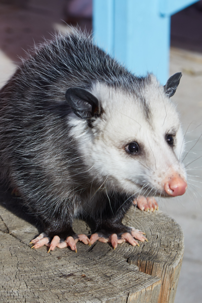 Possum In Backyard Good Or Bad - House Backyards