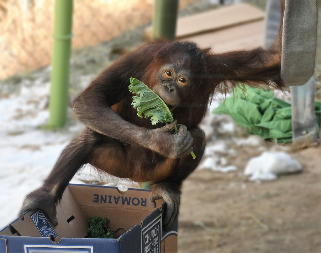 Featured Animals - Orangutan - CMZoo