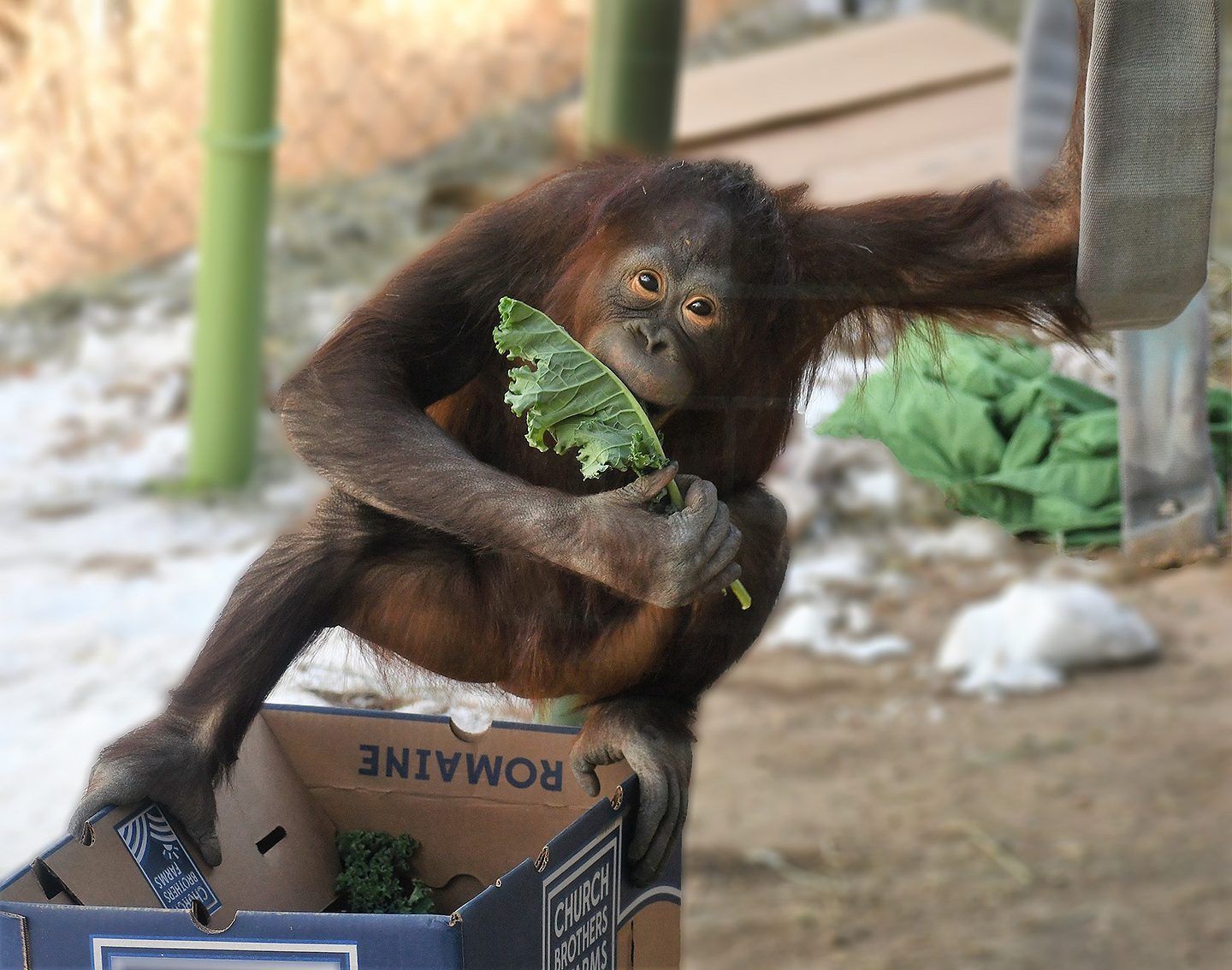 Featured Animals - Orangutan - CMZoo