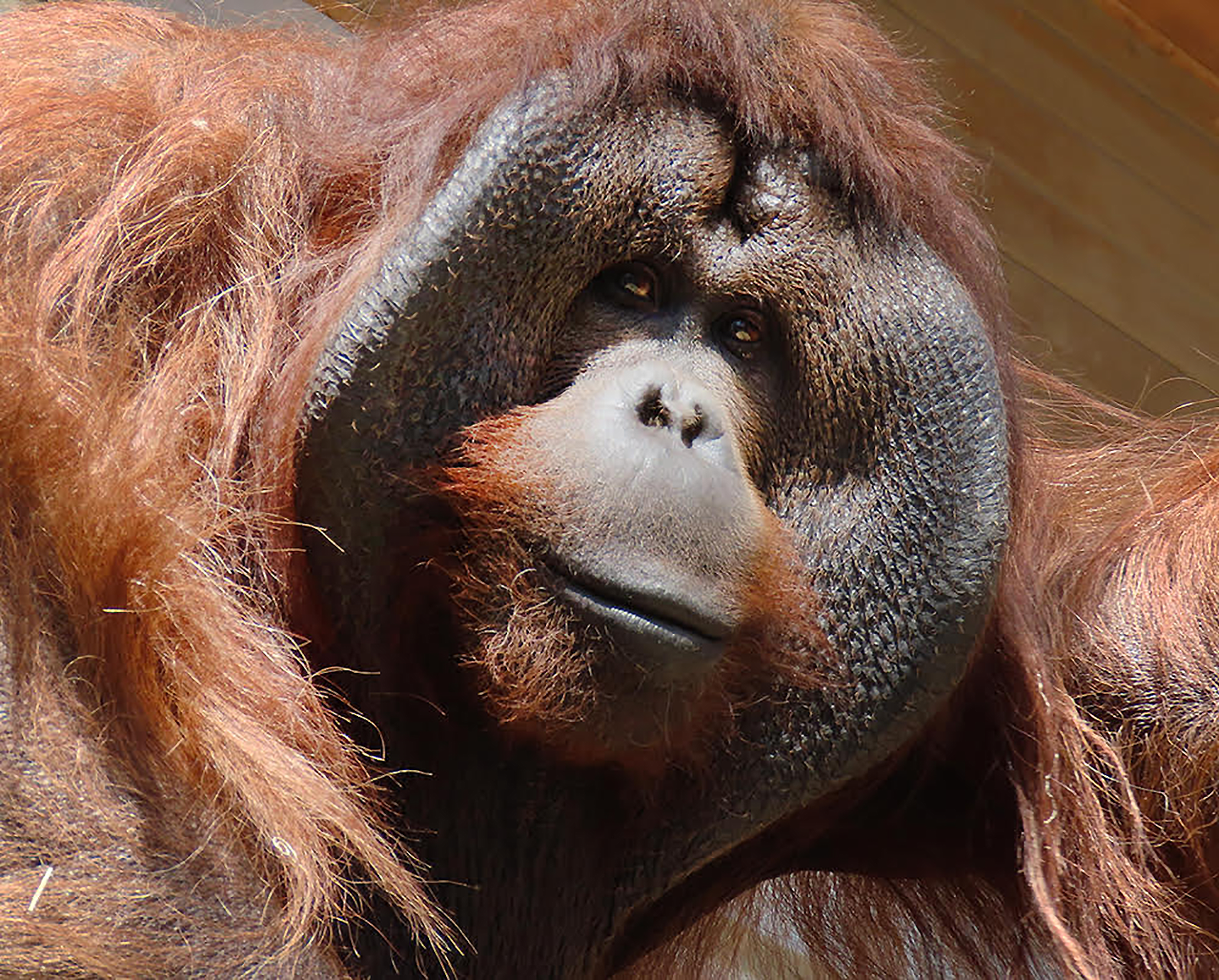 Orangutan Tujoy up-close portrait at Cheyenne Mountain Zoo
