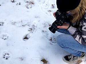 Outdoor School - person photographing animal tracks and scat in the snow