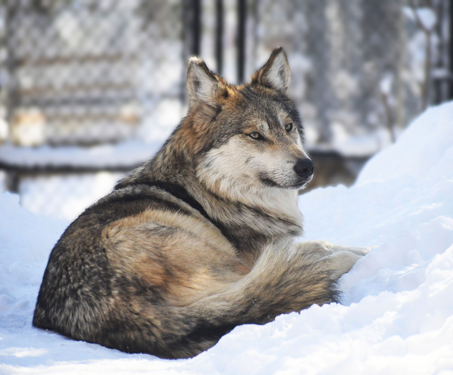 Mexican wolf lying down in the snow at Cheyenne Mountain Zoo