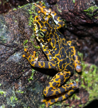 Panama frog in the wild on moss and rocks in Panama
