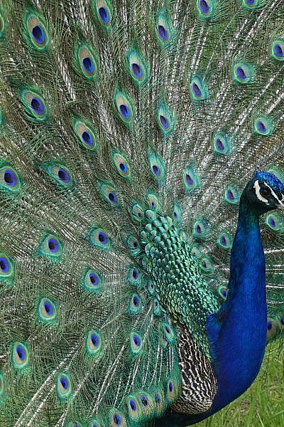 Featured Animals - Peacock - CMZoo