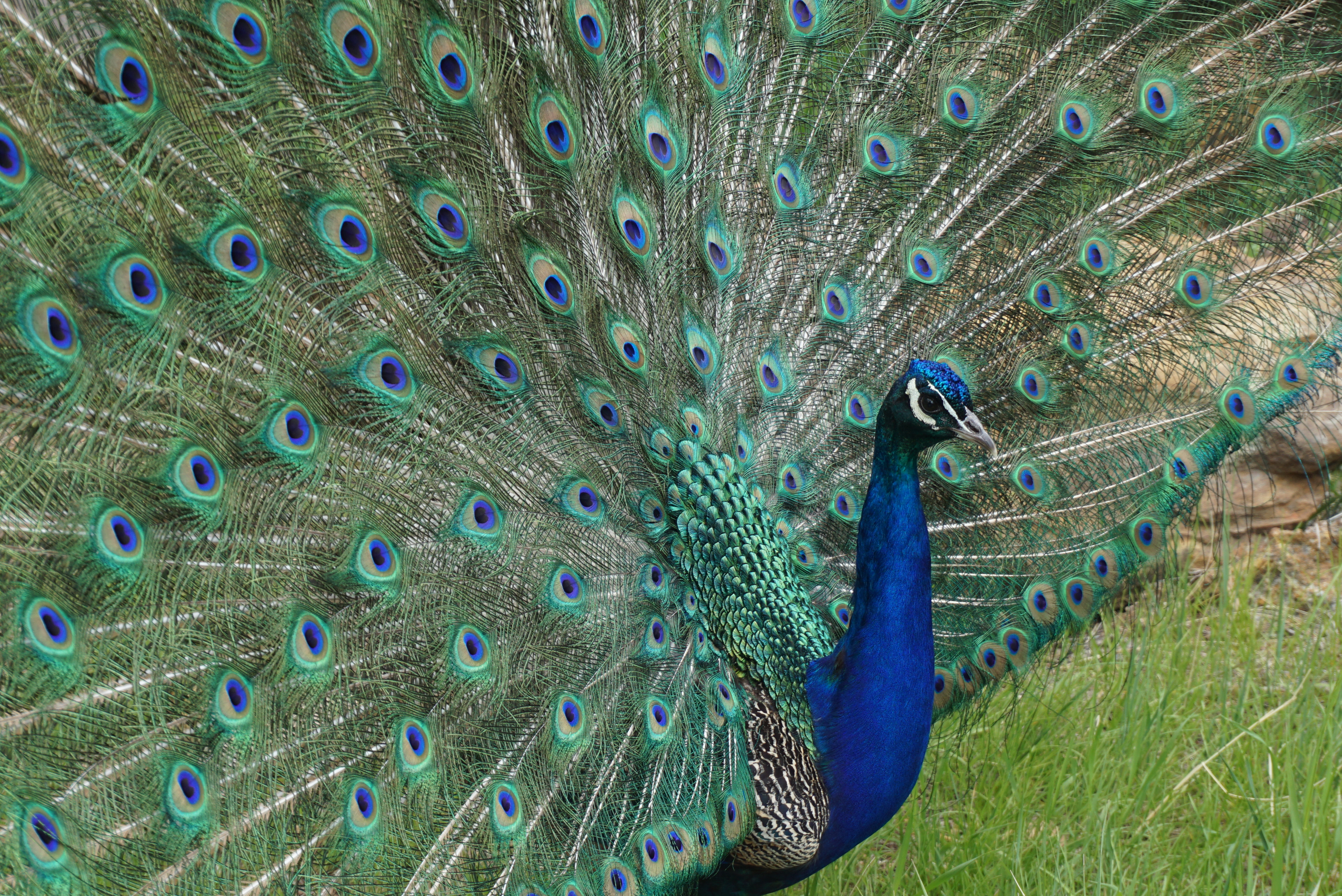 Peacock male with feather's fanned