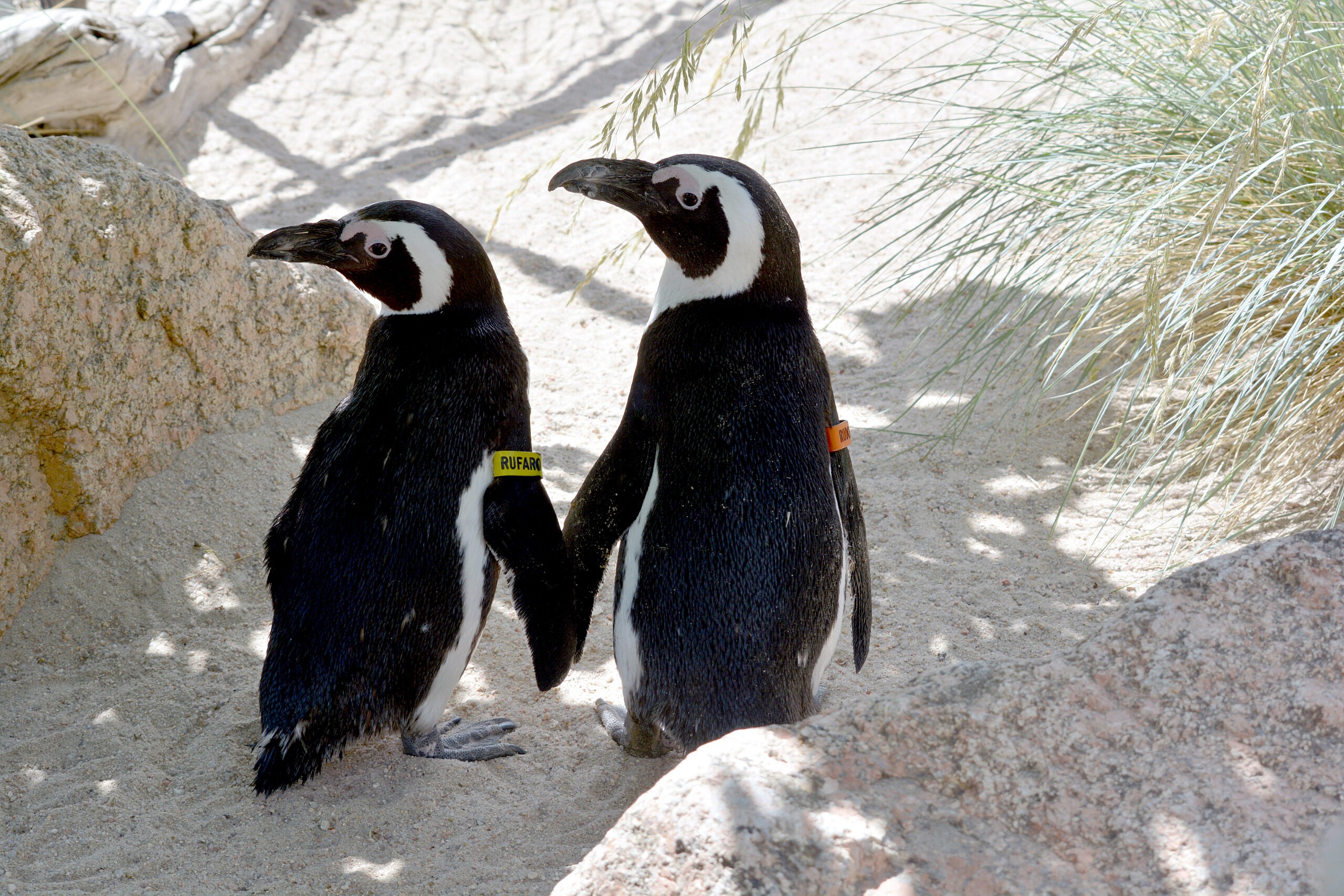 2 African penguins walking together away from the camera
