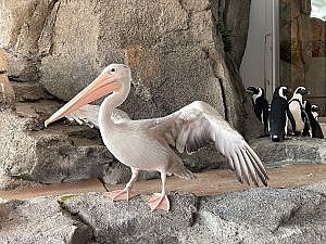 Pink-backed pelican with wings out inside penguin area in Water's Edge Africa