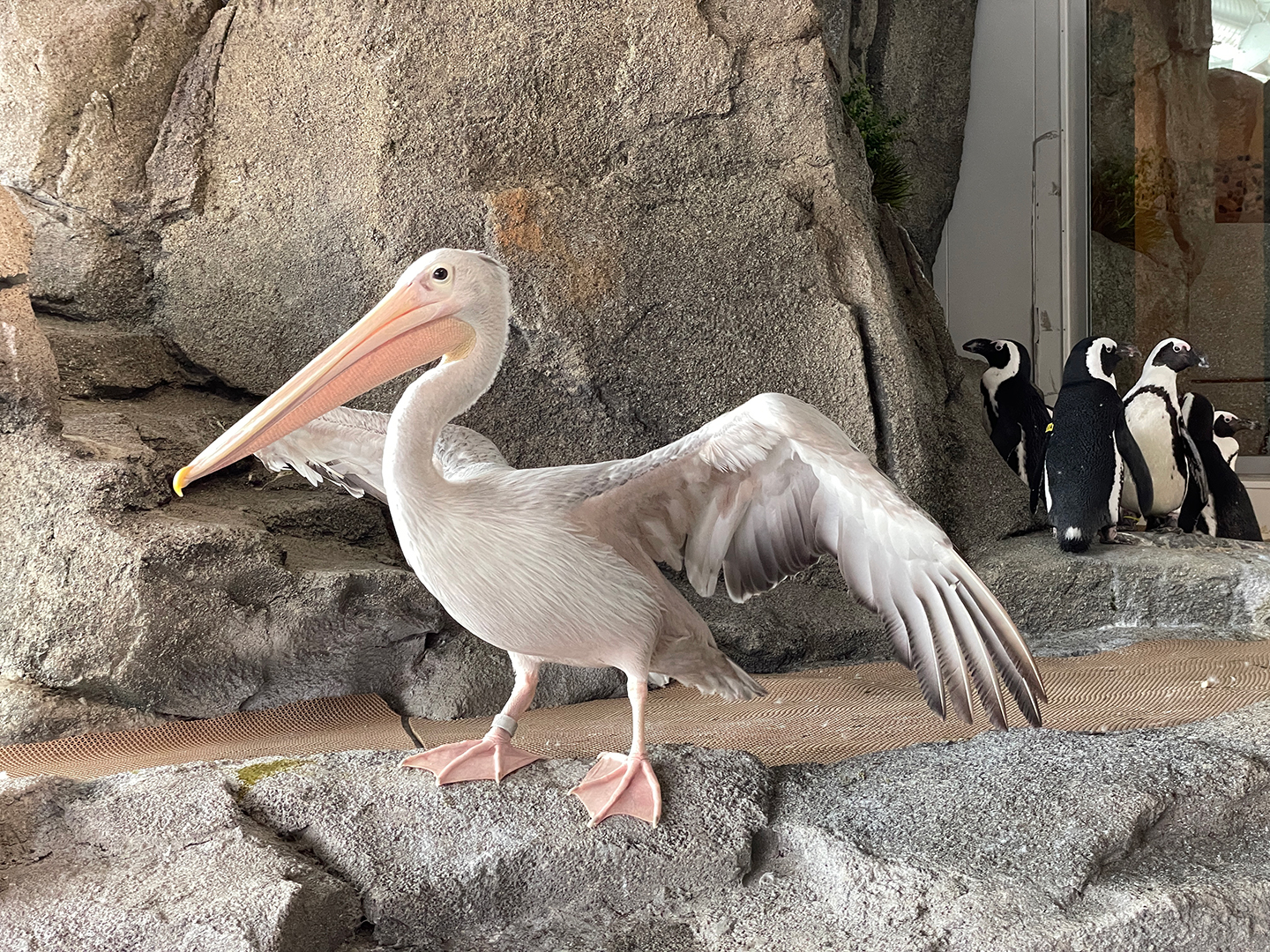 Pink-backed pelican with wings out inside penguin area in Water's Edge Africa