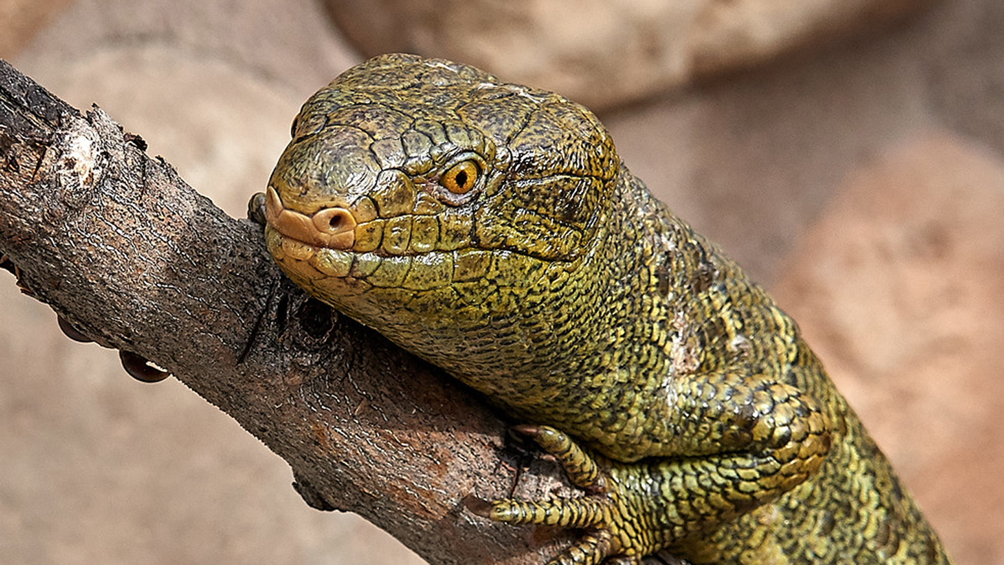 Featured Animals - Prehensile-tailed Skink - CMZoo