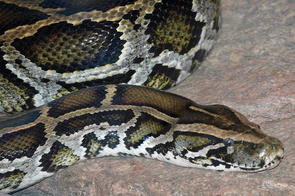 Featured Animals - Burmese Python - CMZoo