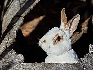 Domestic rabbit peering out of a hole