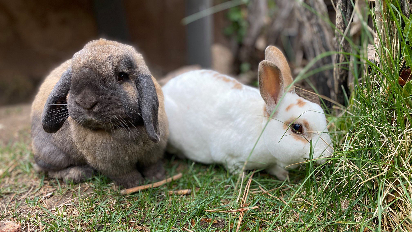 Two rabbits one white, one gray on grass