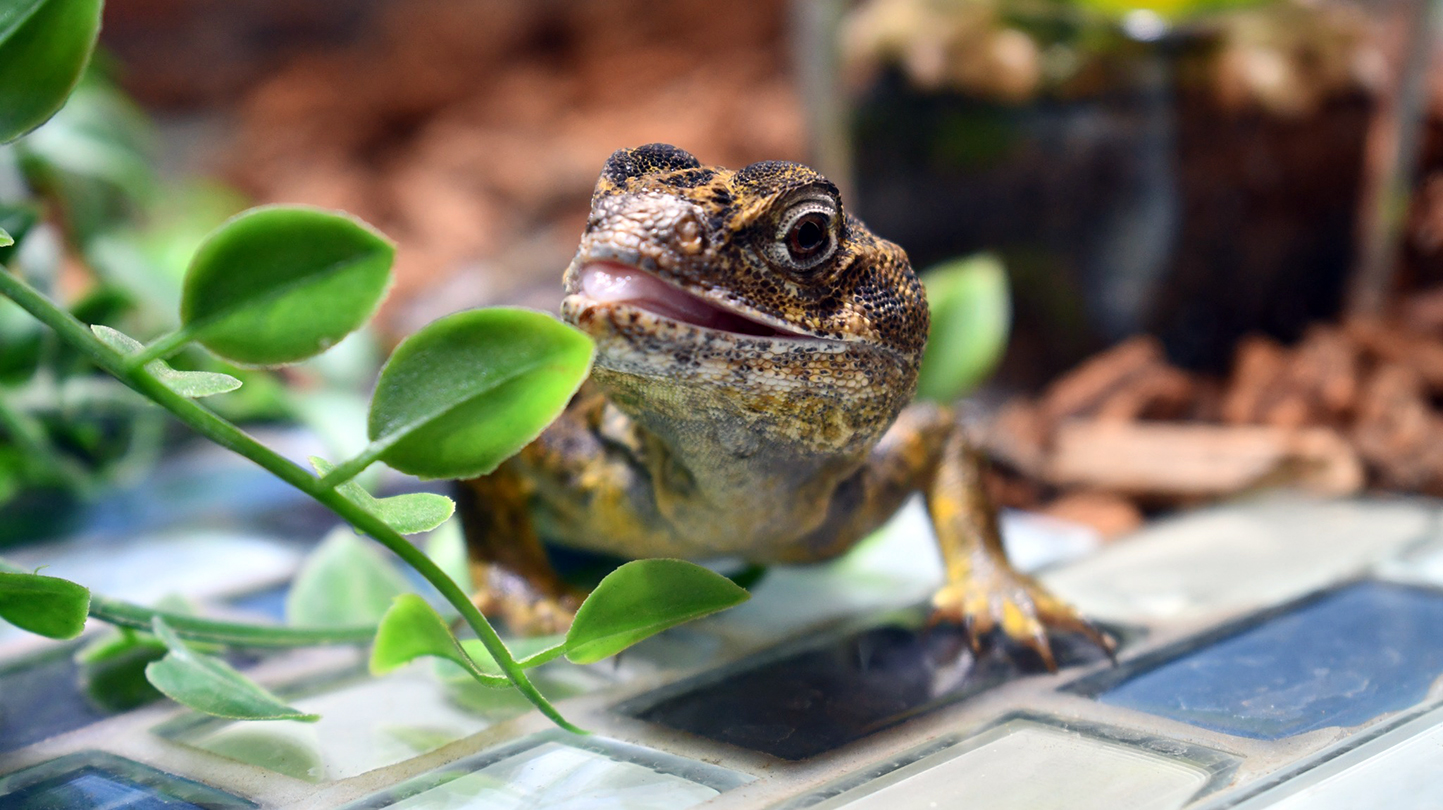 Featured Animals Reticulate Collared Lizard CMZoo