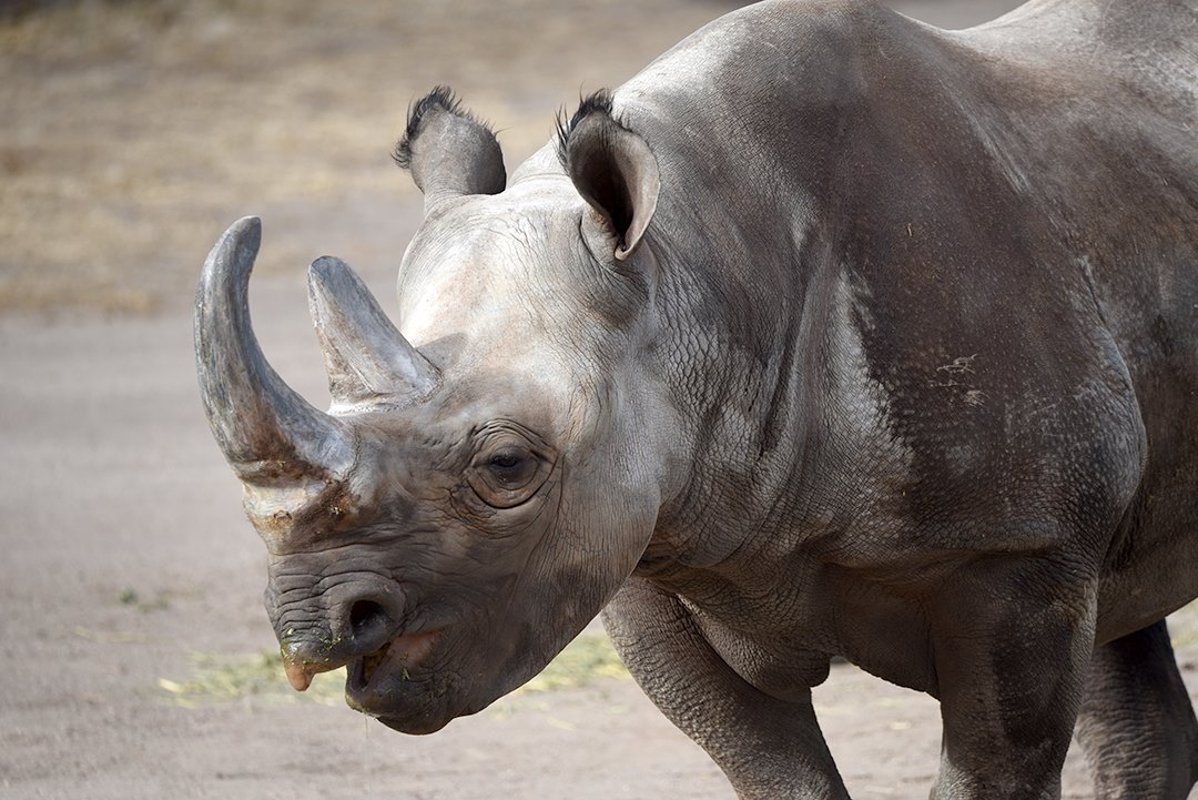 Fake Rhino Horns Could Bring an End to Poaching | LIVEKINDLY