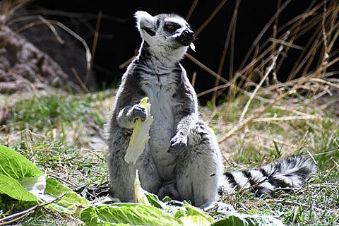 Featured Animals - Ring-tailed Lemur - CMZoo