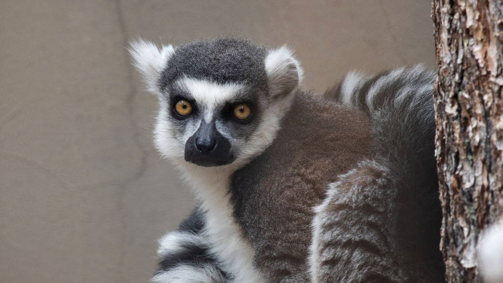 Adopt Choices for Ring-Tailed Lemur - CMZoo
