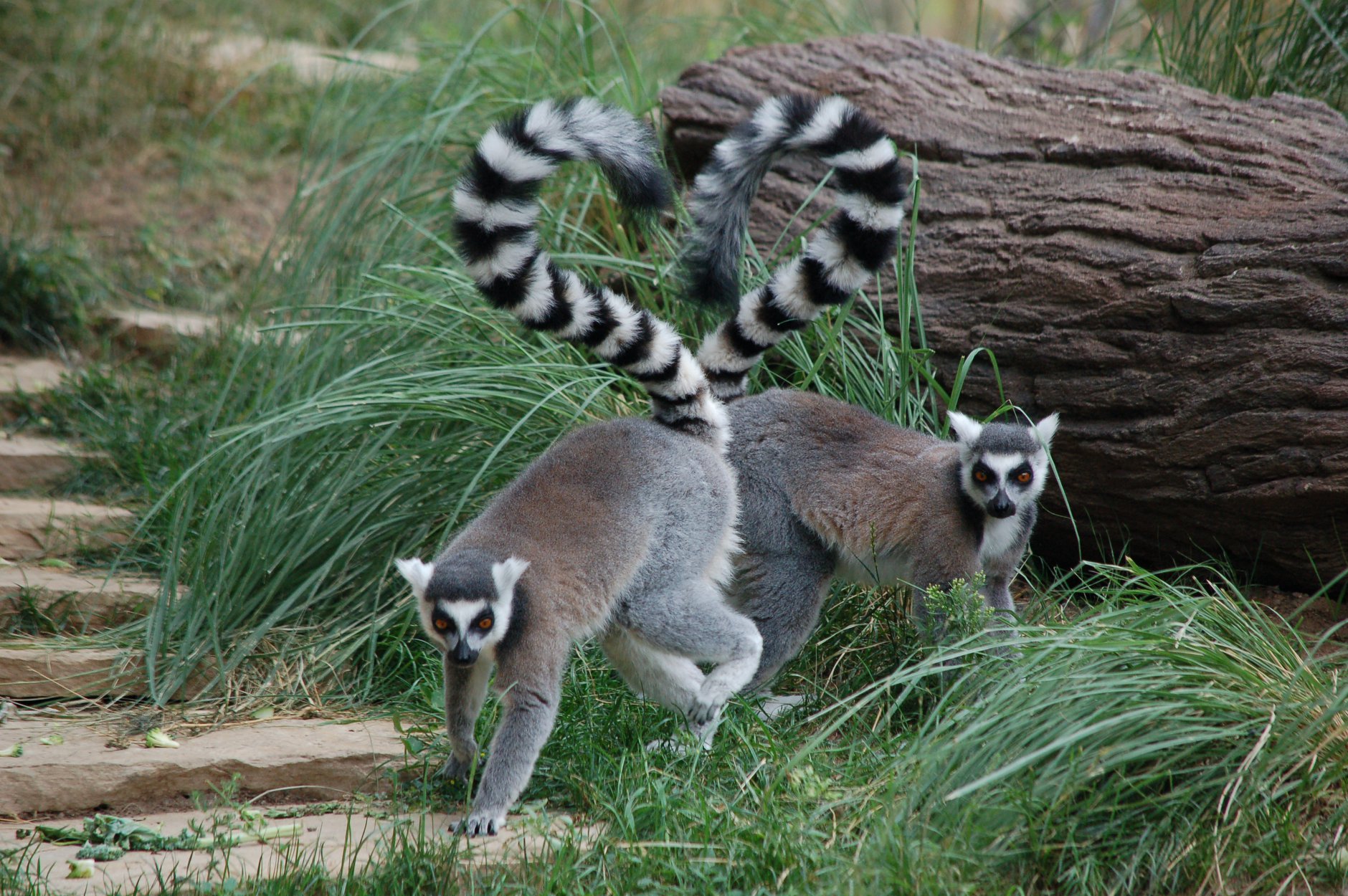 Ring-tailed lemurs frolicing in their area