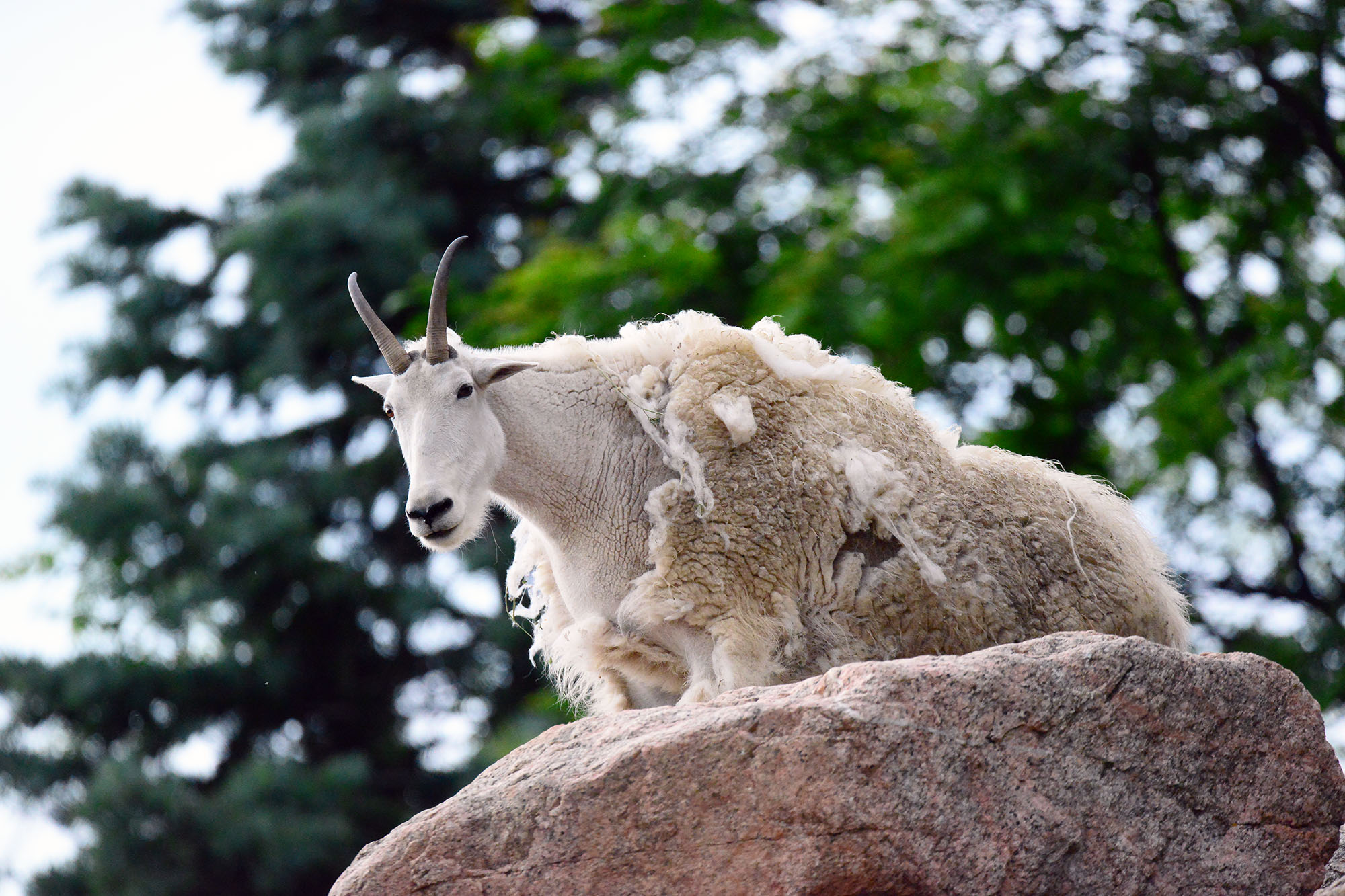 Featured Animals Rocky Mountain Goat CMZoo