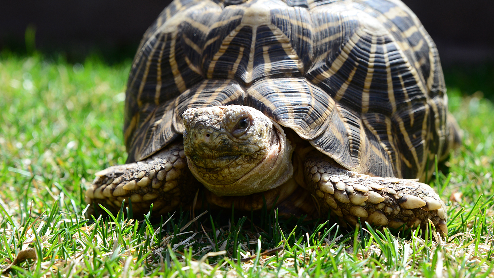 Featured Animals - Star Tortoise - CMZoo