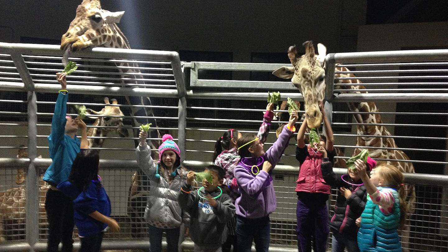 Starlight Safari evening tour inside feeding giraffe at Cheyenne Mountain Zoo
