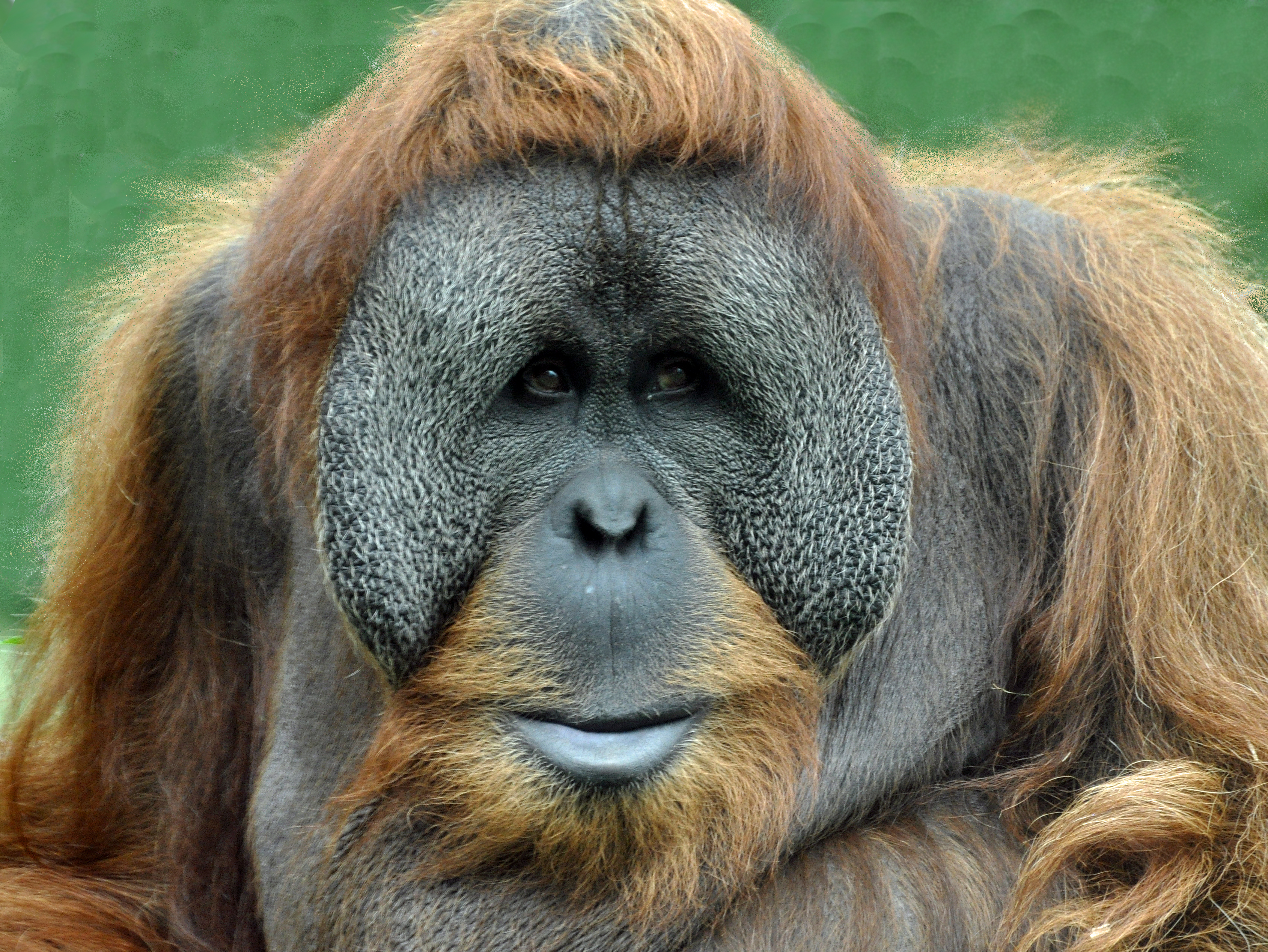 P.orangutan OC 子株付き　葉裏がオレンジになる株 P.orangutan OC 子株付き 葉裏がオレンジになる株