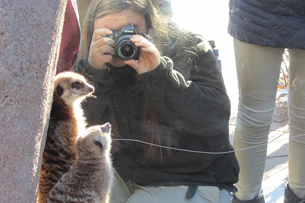 Teen photographing meerkats at CMZoo