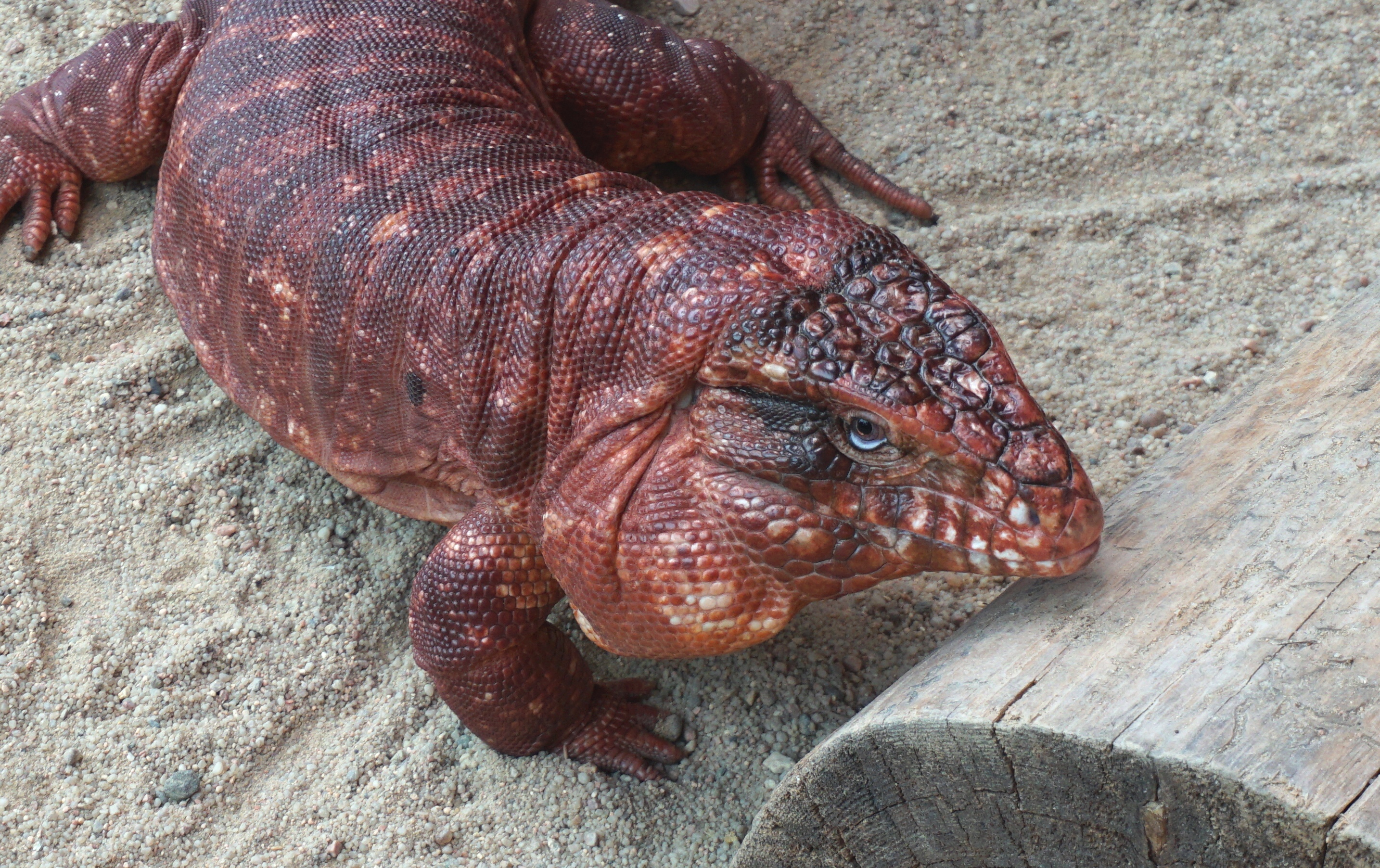 Argentinian red tegu