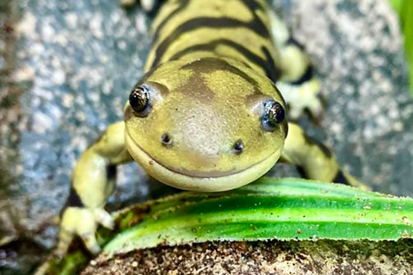 Hands-On Homeschool: Slick and Slimy at Cheyenne Mountain Zoo - family event in Colorado Springs on September 18, 2026