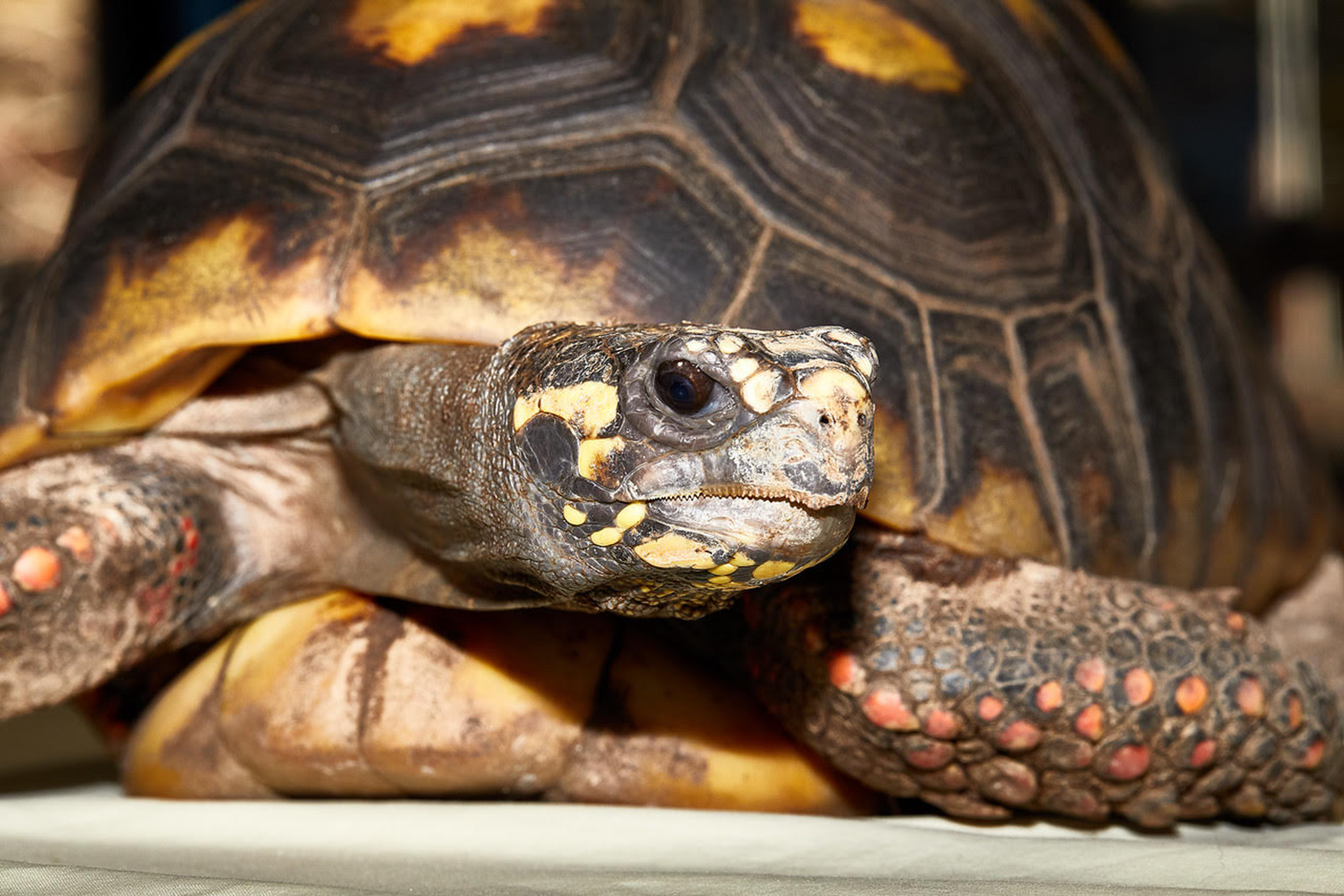 REd-fotted tortoise upclose portrait