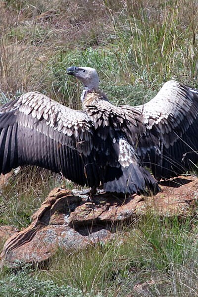 Griffon Vulture decline in Kazakhstan - Vulture Conservation