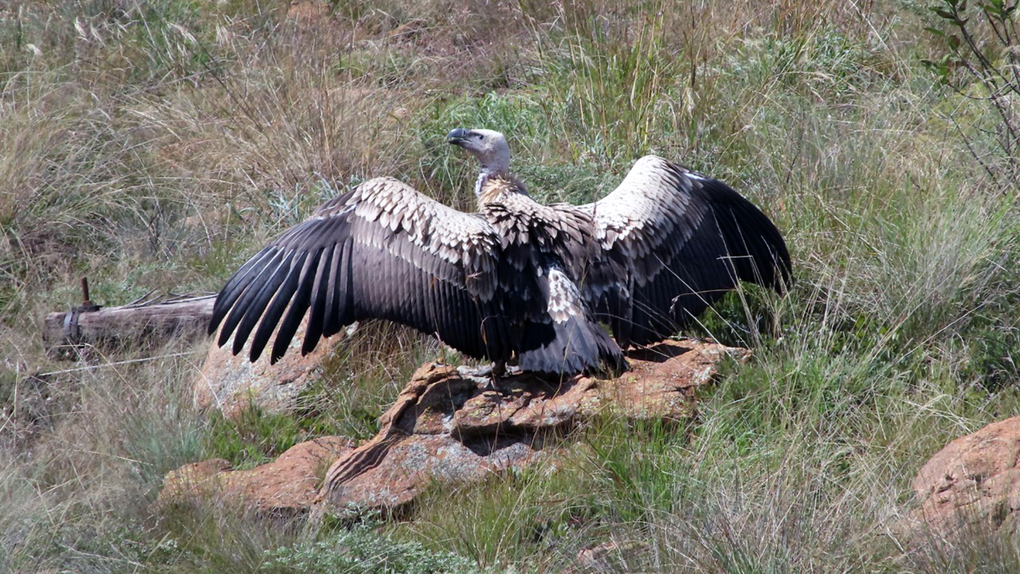 African Vulture Conservation - CMZoo
