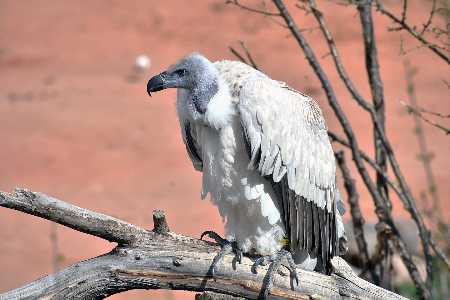 Griffon vulture perched on tree limb