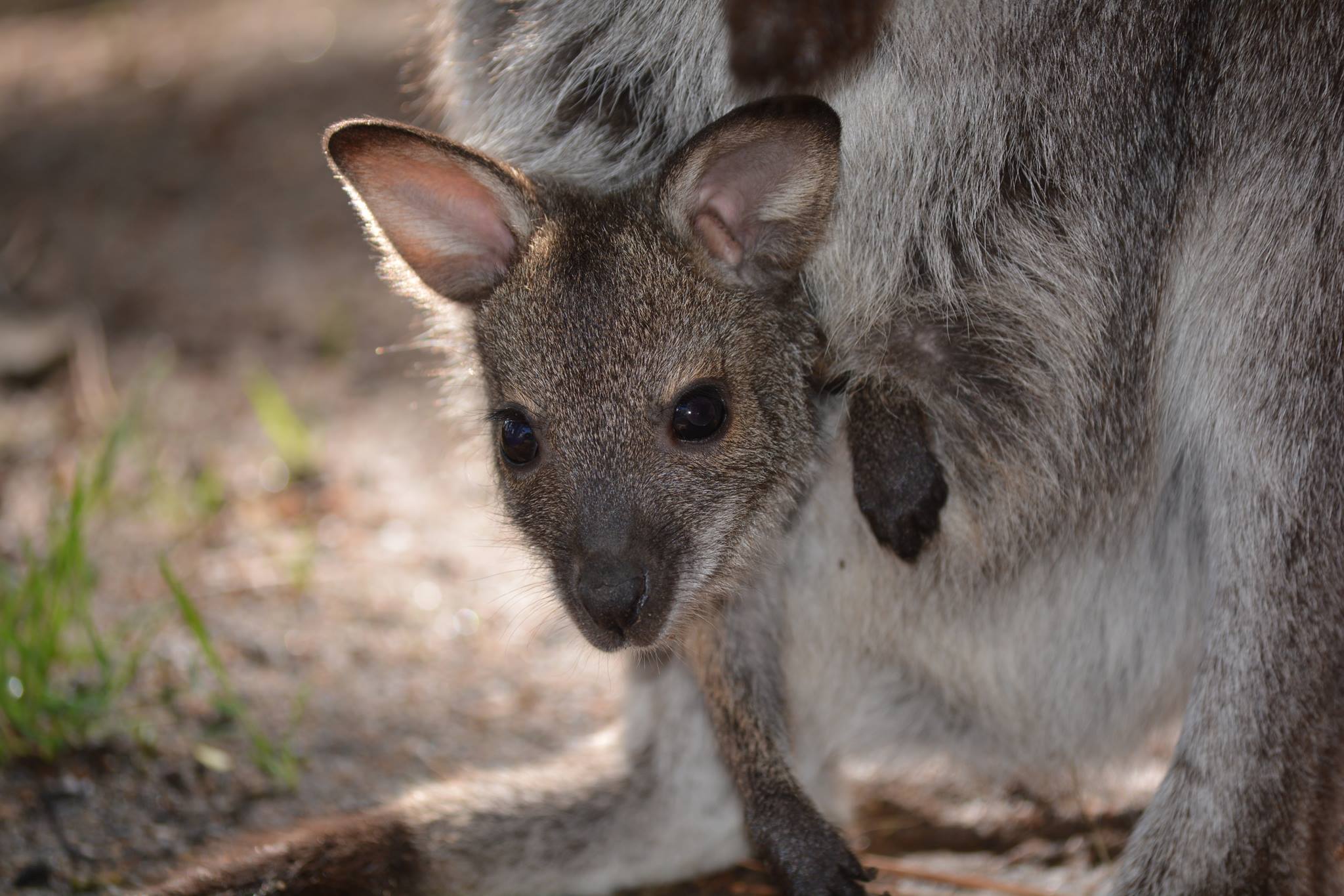 Red-necked wallaby joey looking out of its mother's pouch